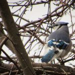 Blue Jay